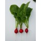 Mini  Radis    (AB)                 botte