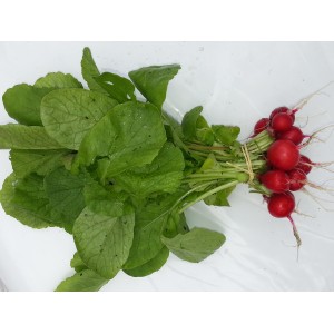 Mini  Radis  Groseille (AB)                 botte