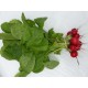 Mini  Radis  Groseille (AB)                 botte