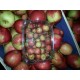 Mini  Pomme Cerise   (AB)                   /Bq