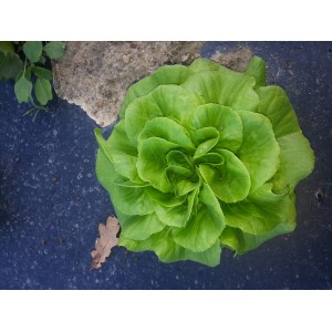 Mini  Salades (AB)