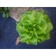 Mini  Salades (AB)