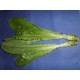 Laitue de Celtuce 