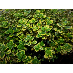 Thym   Citron  Panach&eacute;  Frais